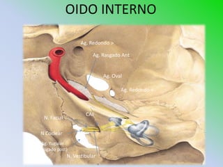 OIDO INTERNO

                     Ag. Redondo >

                          Ag. Rasgado Ant


                               Ag. Oval

                                      Ag. Redondo <



                       CAI
   N. Facial

 N Coclear
  Ag. Yugular
(Rasgado post)
               N. Vestibular
 