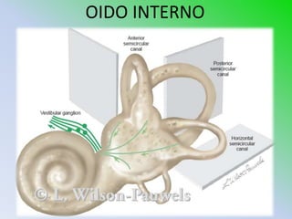 OIDO INTERNO
 