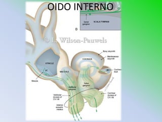 OIDO INTERNO
 