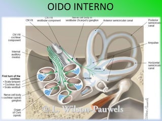OIDO INTERNO
 