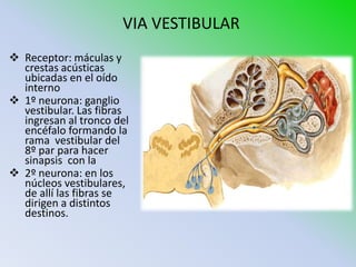 VIA VESTIBULAR
 Receptor: máculas y
  crestas acústicas
  ubicadas en el oído
  interno
 1º neurona: ganglio
  vestibular. Las fibras
  ingresan al tronco del
  encéfalo formando la
  rama vestibular del
  8º par para hacer
  sinapsis con la
 2º neurona: en los
  núcleos vestibulares,
  de allí las fibras se
  dirigen a distintos
  destinos.
 