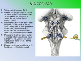 VIA COCLEAR
 Receptores: órgano de Corti
 1º neurona: ganglio espiral, de allí
  las fibras parten formando la rama
  coclear del 8º par e ingresa al
  tronco del encéfalo y hacen
  sinapsis con la
 2º neurona: ubicada en los núcleos
  cocleares, de aquí el 80% de las
  fibras se decusa y el 20% queda del
  mismo lado, ascienden hasta
  encontrar a los núcleos olivares
  superiores, donde se encuentra la
 3º neurona de allí las fibras parten
  formando el lemnisco lateral hasta
  alcanzar los T.C.I, donde las fibras
  se proyectan hacia el C.G.I donde
  se encuentra la
 4º neurona: la cual se dirige a la Cx.
  Auditiva en el lóbulo temporal
 