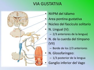 VIA GUSTATIVA

     •   NVPM del tálamo
     •   Area pontina gustativa
     •   Núcleo del fascículo solitario
     •   N. Lingual (V):
         – 2/3 anteriores de la lengua)
     • N. de la cuerda del tímpano
       (VII)
         – Borde de los 2/3 anteriores
     • N. Glosofaringeo:
         – 1/3 posterior de la lengua
     • Ganglio inferior del Vago
 
