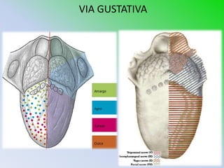 VIA GUSTATIVA
 