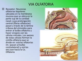 VIA OLFATORIA
 Receptor: Neuronas
  olfatorias bipolares
  ubicadas en la membrana
  mucosa que se ubica en la
  parte sup de la cavidad
  nasal; cuya prolongación
  central (fibras olfatorias)
  pasan a través de la lámina
  cribosa del etmoides para
  entrar al bulbo olfatorio y
  hacer sinapsis con las
  células mitrales. Los axones
  de estas células forman la
  cintilla olfatoria que se
  divide en: estrías olfatorias
  int. (pasan al bulbo
  contralateral) y estrías
  ext.(van hacia la Cx.
  Olfatoria
 