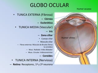 GLOBO OCULAR                                   Humor acuoso

  • TUNICA EXTERNA (Fibrosa)
                                  – Córnea
                               – Esclerótica
    • TUNICA MEDIA (Vascular)
                                      – Iris
                                – Zona ciliar
                                 • Cuerpo ciliar      Humor vítreo
                                • Músculo ciliar
      – Fibras externas: Músculo de Brucke (Tensa
                                       la coroides)
                 – Musc. Radiado: Iridio dilatador
                – Musc. Circular: Iridioconstrictor
                                  – Coroides
 • TUNICA INTERNA (Nerviosa)
– Retina: Receptores, 1ª y 2ª neurona
 