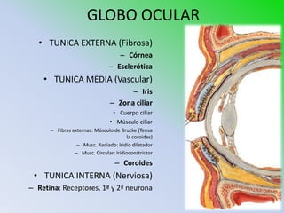 GLOBO OCULAR
  • TUNICA EXTERNA (Fibrosa)
                                  – Córnea
                               – Esclerótica
    • TUNICA MEDIA (Vascular)
                                      – Iris
                                – Zona ciliar
                                 • Cuerpo ciliar
                                • Músculo ciliar
      – Fibras externas: Músculo de Brucke (Tensa
                                       la coroides)
                 – Musc. Radiado: Iridio dilatador
                – Musc. Circular: Iridioconstrictor
                                  – Coroides
 • TUNICA INTERNA (Nerviosa)
– Retina: Receptores, 1ª y 2ª neurona
 