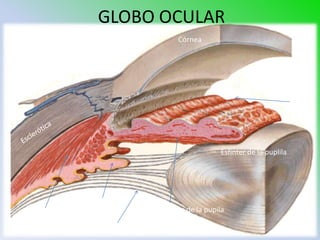 GLOBO OCULAR
                                               Córnea




                                                                                     Iris




                                                            Esfinter de la puplila




                 Proceso ciliar
                                  Musc. Dilatador de la pupila
Músculo ciliar
                      Ligamento suspensorio
 