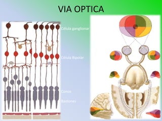 VIA OPTICA
Célula ganglionar




Célula Bipolar               1ª2ª




                    3ª

Conos

Bastones



                         Area 17,18,19
 
