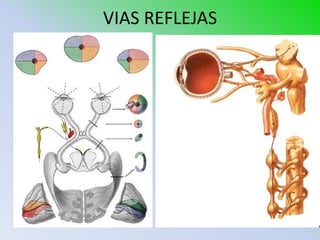 VIAS REFLEJAS
 