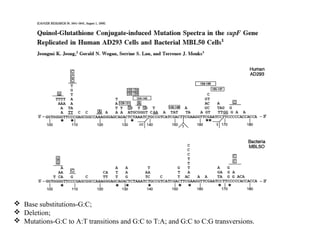  Base substitutions-G:C;
 Deletion;
 Mutations-G:C to A:T transitions and G:C to T:A; and G:C to C:G transversions.
 