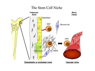 The Stem Cell Niche
 