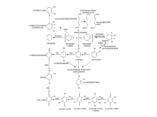 OH

    S-PHENYL-GSH                                                              6-OH-tert,tert-HEXA-
                                                                                DIENOIC ACID
                             SG                                           CHO           CHO          COOH


                                 tert,tert-MUCONALDEHYDE
                            OH                                                              +
                                                                                                       tert,tert-MUCONIC
                             H                                                                         ACID
1-(GSyl)-CYCLOHEXA-
    3,5-DIEN-2-OL            H                                      OHC          HOOC         HOOC
                                             GSH
                            SG
                                                               RING OPENING                                                   H
                                                                                                   EPOXIDE
                                                                                                                                   OH
                             CYP2E1                                                               HYDROLASE
                                                               O                 O
                                                                                                                                   H
                                                                                                            NADPH             OH
                      BENZENE                                                                            NADP
                                                  BENZENE                        BENZENE
                                                   OXIDE                          OXEPIN                         DIHYDRODIOL
                       O                    OH                        OH                         OH            DEHYDROGENASE
                                                                                                         OH
                                  [O]                [O]                          [O]
1,4-BENZOQUINONE


                                            OH
                                                                    PHENOL                      CATECHOL
                       O
                             HYDROQUINONE
                GSH


                       OH
                                                   GLUCURONIDE & SULFATE
                                                        CONJUGATES
                            SG                              +
                                                                      OH
            GS-HQ
                                                                                 OH

                       OH                                                       1,2,4-BENZENETRIOL


                     [O]                                              OH


                       O                     OH                           O                       OH                      O
                            SG                      SG                            SG                     SG                        SG
                                 GSH                     [O]                          GSH                     [O]
         GS-1,4-BQ
                                    GS                         GS                                                   GS             SG
                                                                                         GS              SG
                       O                     OH                           O
                                                                                                  OH                      O

                                        2,5-GS-1,4-HQ          2,5-GS-1,4-BQ                2,3,5-GS-1,4-HQ          2,3,5-GS-1,4-BQ
                                                                                                 (TGHQ)
 