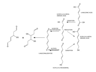 O
                                                                                     HO


                                                                                                  t,t-MUCONIC ACID
                                                        6-OXO-t,t-2,4-HEXA-
                                                        DIENOIC ACID

                                                                    O
                                                                           OXIDATION
                                                         HO                                         OH
                                                                                          O
    O
                           O                O      ALDEHYDE                                O
                                                DEHYDROGENASE           REDUCTION
                                                                                    HO
                 GS
                                                                                               6-OH-2,4-t,t-HEXA-
    SG
         +                                                                                     DIENOIC ACID
                                                                O
                      SG
                                                                    O
O            O
                                               ALCOHOL
                                        O   DEHYDROGENASE
                                                                         OXIDATION        OH
                               t,t-MUCONALDEHYDE




                                                            HO
                                                   6-OH-2,4-t,t-HEXADIENAL
 