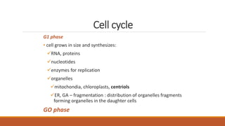 Cell cycle
G1 phase
• cell grows in size and synthesizes:
RNA, proteins
nucleotides
enzymes for replication
organelles
mitochondia, chloroplasts, centriols
ER, GA – fragmentation : distribution of organelles fragments
forming organelles in the daughter cells
GO phase
 