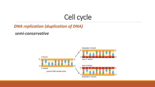 Cell cycle
DNA replication (duplication of DNA)
semi-conservative
 