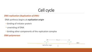 Cell cycle
DNA replication (duplication of DNA)
DNA synthesis begins at replication origin
• binding of initiator protein
• unwinding of DNA
• binding other components of the replication complex
DNA polymerase
 