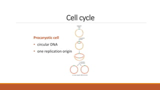 Cell cycle
Procaryotic cell
• circular DNA
• one replication origin
 