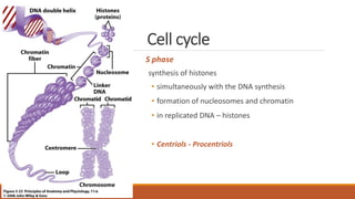 Cell cycle
S phase
synthesis of histones
• simultaneously with the DNA synthesis
• formation of nucleosomes and chromatin
• in replicated DNA – histones
• Centriols - Procentriols
 