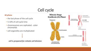 Cell cycle
M phase
• the last phase of the cell cycle
• 5-10% of cell cycle time
• chromosomes are replicated - sister
chromatids
• cell organelles are multiplicated
cell is prepared for mitotic cell division
 