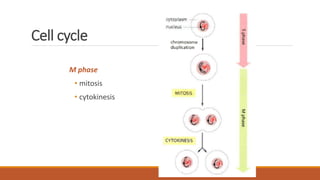 Cell cycle
M phase
• mitosis
• cytokinesis
 