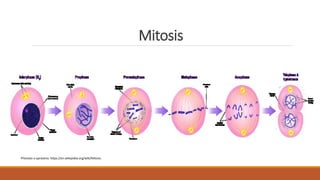 Mitosis
Převzato a upraveno: https://en.wikipedia.org/wiki/Mitosis
 