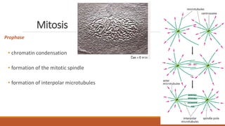 Mitosis
Prophase
• chromatin condensation
• formation of the mitotic spindle
• formation of interpolar microtubules
 