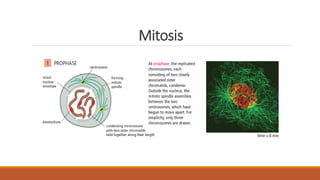 Mitosis
 