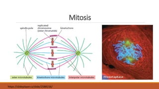 Mitosis
https://slideplayer.cz/slide/2588156/
 