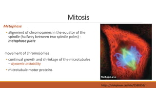 Mitosis
Metaphase
• alignment of chromosomes in the equator of the
spindle (halfway between two spindle poles) -
metaphase plate
movement of chromosomes
• continual growth and shrinkage of the microtubules
– dynamic instability
• microtubule motor proteins
https://slideplayer.cz/slide/2588156/
 