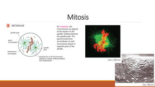 Mitosis
 