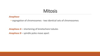 Mitosis
Anaphase
• segregation of chromosomes - two identical sets of chromosomes
Anaphase A – shortening of kinetochore tubules
Anaphase B – spindle poles move apart
 