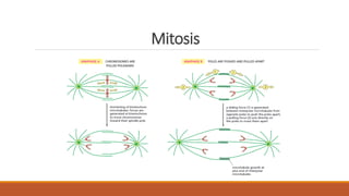 Mitosis
 