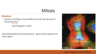 Mitosis
Telophase
• nuclear envelope reassembles around each group of
chromosomes
two daughter nuclei
decondensation of chromosomes - gene transcription can
start again
https://slideplayer.cz/slide/2588156/
 
