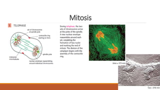 Mitosis
 