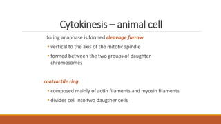 Cytokinesis – animal cell
during anaphase is formed cleavage furrow
• vertical to the axis of the mitotic spindle
• formed between the two groups of daughter
chromosomes
contractile ring
• composed mainly of actin filaments and myosin filaments
• divides cell into two daugther cells
 