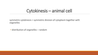 Cytokinesis – animal cell
symmetric cytokinesis = symmetric division of cytoplasm together with
organelles
• distribution of organelles – random
 