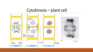 Cytokinesis – plant cell
https://www.youtube.com/watch?v=C6hn3sA0ip0&list=UUcSThfV7yiW9I5hXBnEk9Zg
 