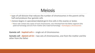 Meiosis
• type of cell division that reduces the number of chromosomes in the parent cell by
half and produces four gamete cells
• meiosis begins in specialized diploid germ-line cells in the ovaries or testes
these cells contain two copies of each chromosome, one inherited from the father organism (the
paternal homolog) and one from mother (the maternal homolog) – homologous chromosomes
Gamete cell - haploid cell n – single set of chromosomes
Somatic cell - diploid cell 2n – two sets of chromosomes, one from the mother and the
other from the father
 