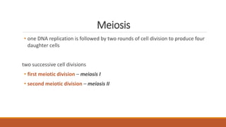 Meiosis
• one DNA replication is followed by two rounds of cell division to produce four
daughter cells
two successive cell divisions
• first meiotic division – meiosis I
• second meiotic division – meiosis II
 