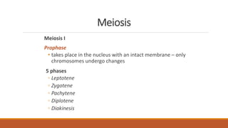 Meiosis
Meiosis I
Prophase
• takes place in the nucleus with an intact membrane – only
chromosomes undergo changes
5 phases
◦ Leptotene
◦ Zygotene
◦ Pachytene
◦ Diplotene
◦ Diakinesis
 