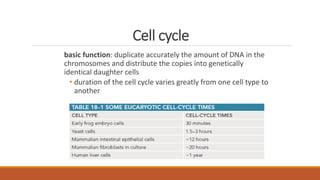 Cell cycle
basic function: duplicate accurately the amount of DNA in the
chromosomes and distribute the copies into genetically
identical daughter cells
• duration of the cell cycle varies greatly from one cell type to
another
 