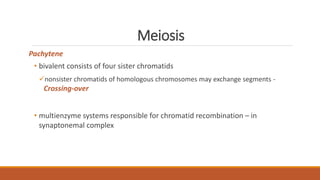 Meiosis
Pachytene
• bivalent consists of four sister chromatids
nonsister chromatids of homologous chromosomes may exchange segments -
Crossing-over
• multienzyme systems responsible for chromatid recombination – in
synaptonemal complex
 