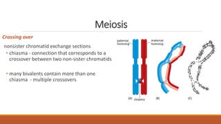 Meiosis
Crossing over
nonsister chromatid exchange sections
• chiasma - connection that corresponds to a
crossover between two non-sister chromatids
• many bivalents contain more than one
chiasma - multiple crossovers
 