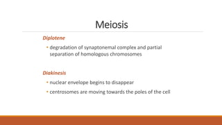 Meiosis
Diplotene
• degradation of synaptonemal complex and partial
separation of homologous chromosomes
Diakinesis
• nuclear envelope begins to disappear
• centrosomes are moving towards the poles of the cell
 