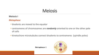 Meiosis
Meiosis I
Metaphase
• bivalents are moved to the equator
• centromeres of chromosomes are randomly oriented to one or the other pole
of cells
• kinetochore microtubules connect bivalents to centromeres (spindle poles)
 