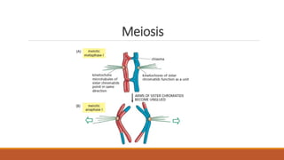 Meiosis
 