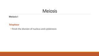 Meiosis
Meiosis I
Telophase
• finish the division of nucleus and cytokinesis
 