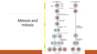 Meiosis and
mitosis
 