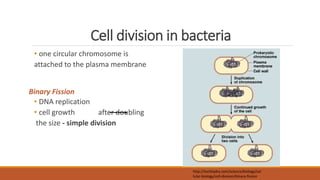 Cell division in bacteria
• one circular chromosome is
attached to the plasma membrane
Binary Fission
• DNA replication
• cell growth after doubling
the size - simple division
http://techhydra.com/science/biology/cel
lular-biology/cell-division/binary-fission
 